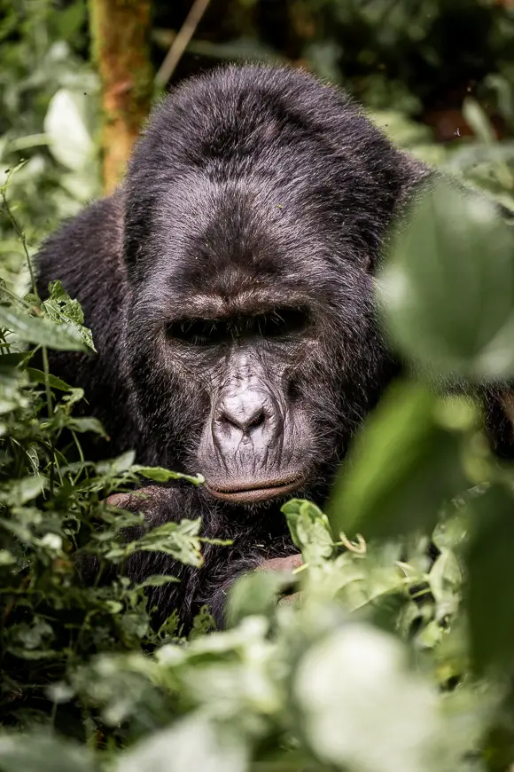 Gorilla in the jungle