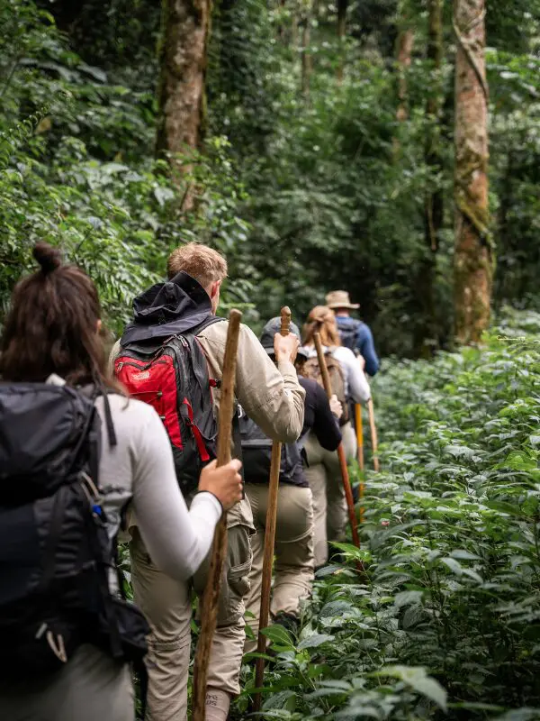 Jungle trekking Bwindi Forest