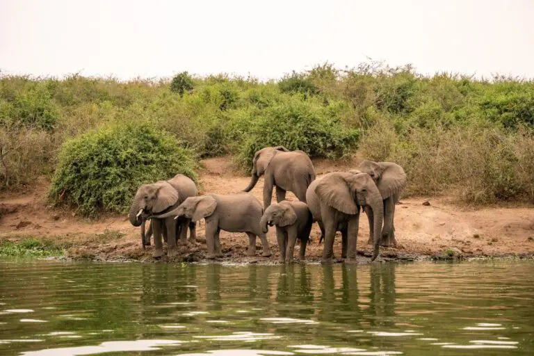 Elephants drinking water in Queen Elisabeth Park in Uganda