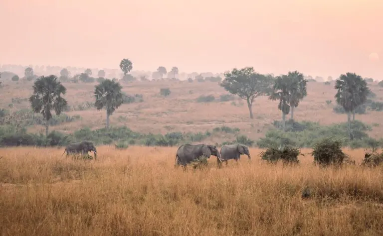 Elefanten in einem Nationalpark in Uganda