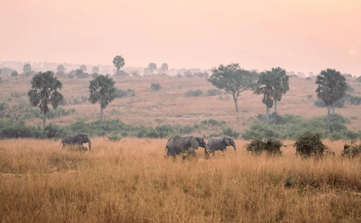 elephenats in a national park in Uganda