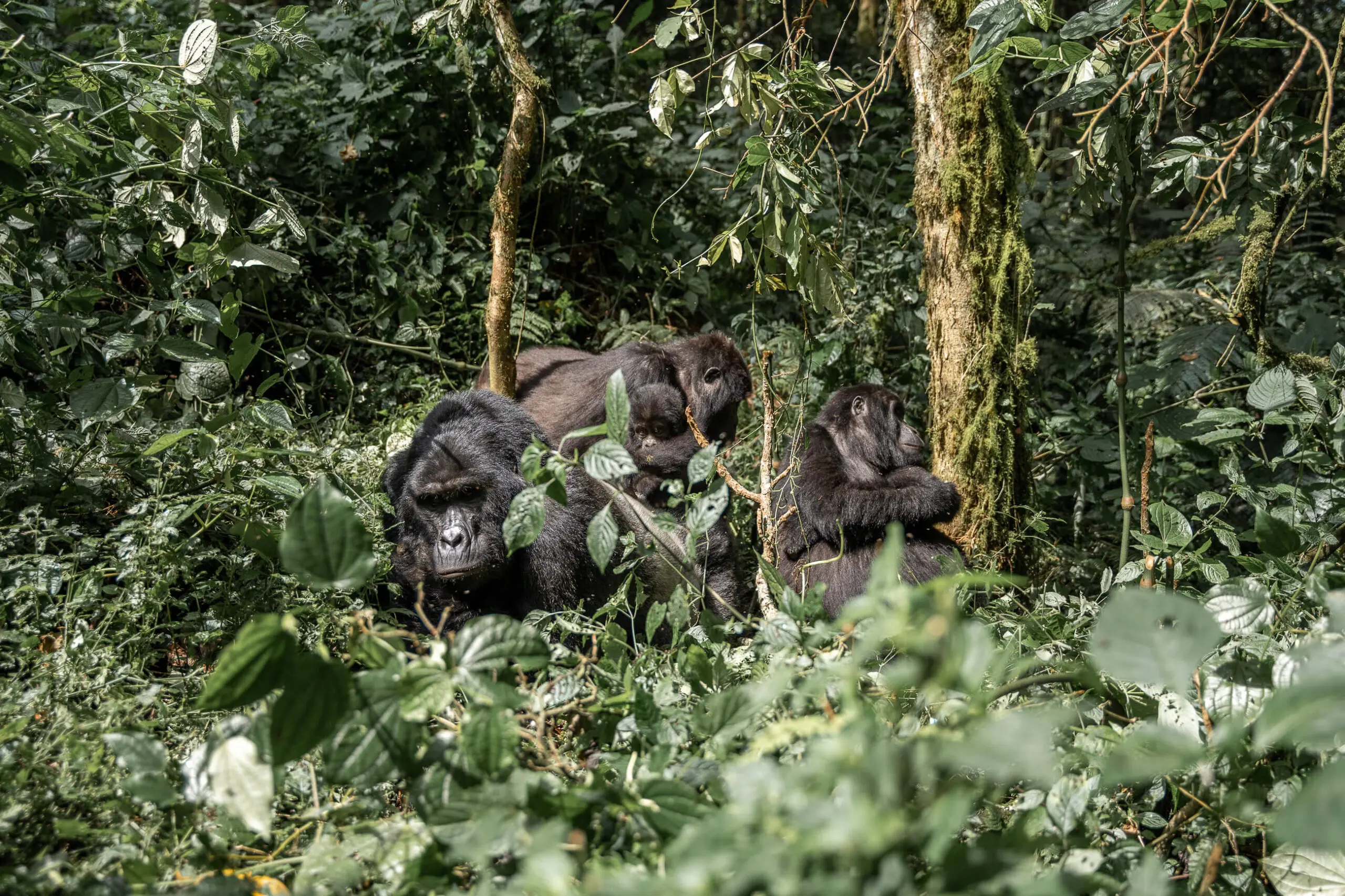 family of mountain gorillas in Bwindi Forest
