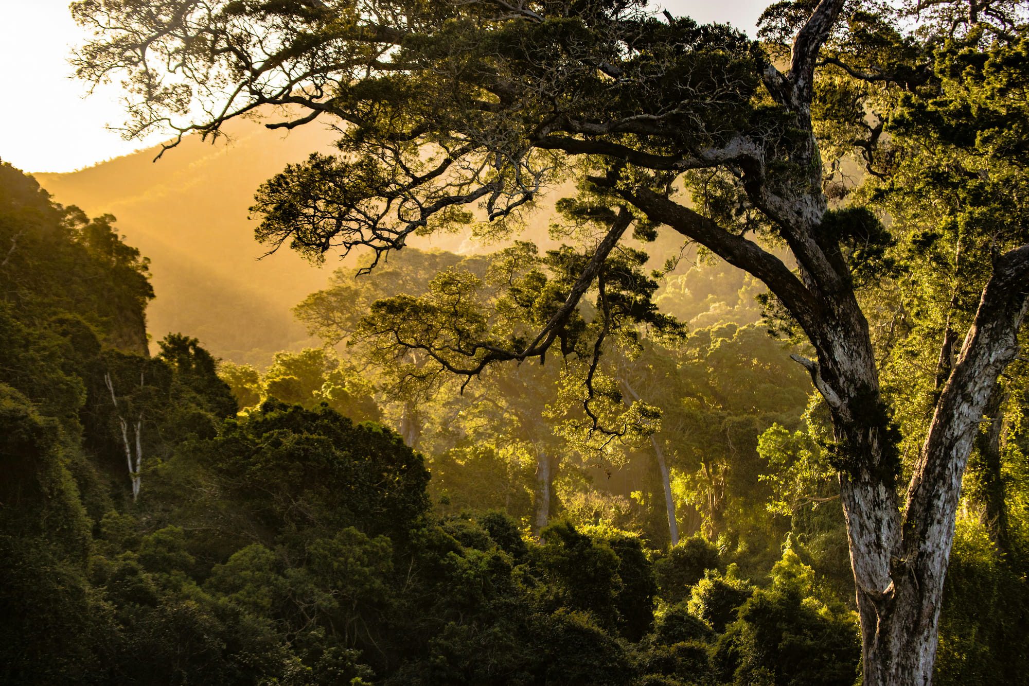 Lush forrest with sunshine in Uganda during roadtrip