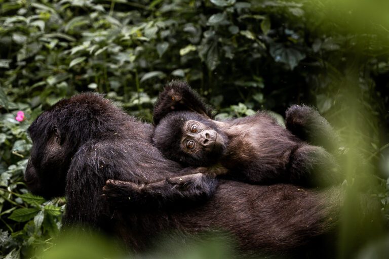 Mountain gorillas in Uganda during your roadtrip in Uganda