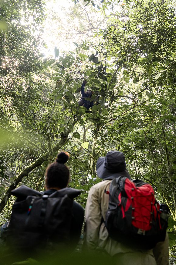 Chimpanzee trekking in Uganda
