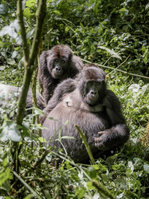 Bergorrila in bwindi Forest tijdens Uganda Nomads