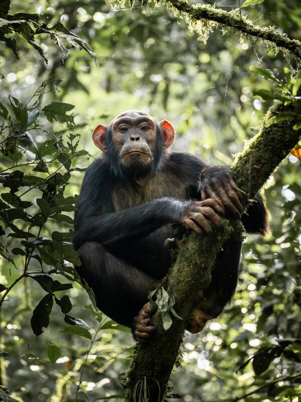 chimpanzee trekking Uganda Nomads
