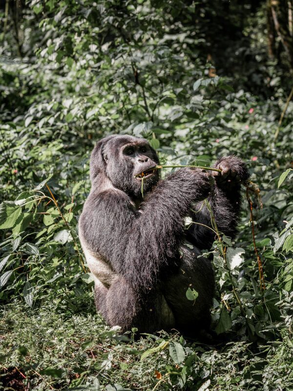Silverback gorilla Uganda Bwindi forrest