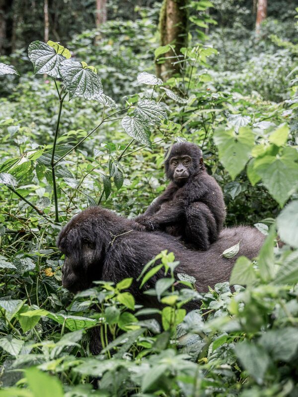 baby gorilla in bwindi forest