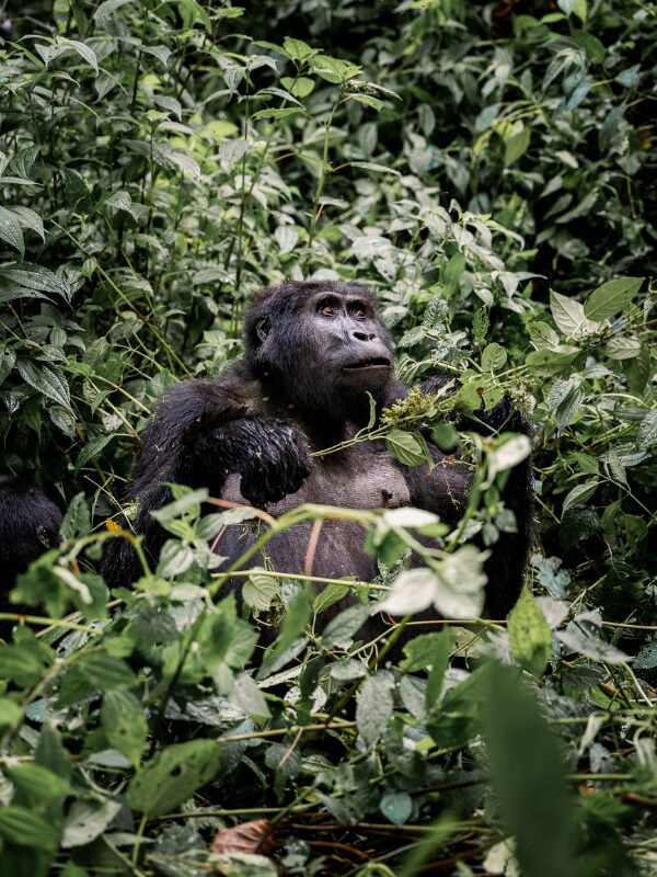 mountain gorilla in bwindi forest during Uganda roadtrip