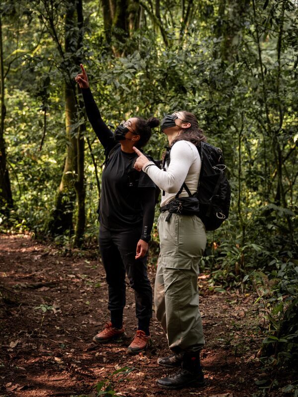 Gorilla spotting in Bwindi Forest in Uganda
