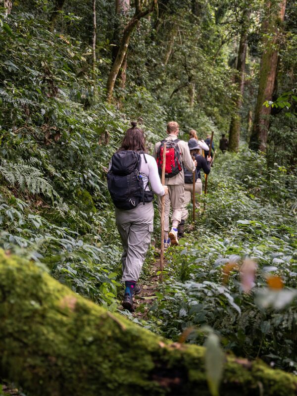 jungle trekking through Bwindi forest in search for gorilla's