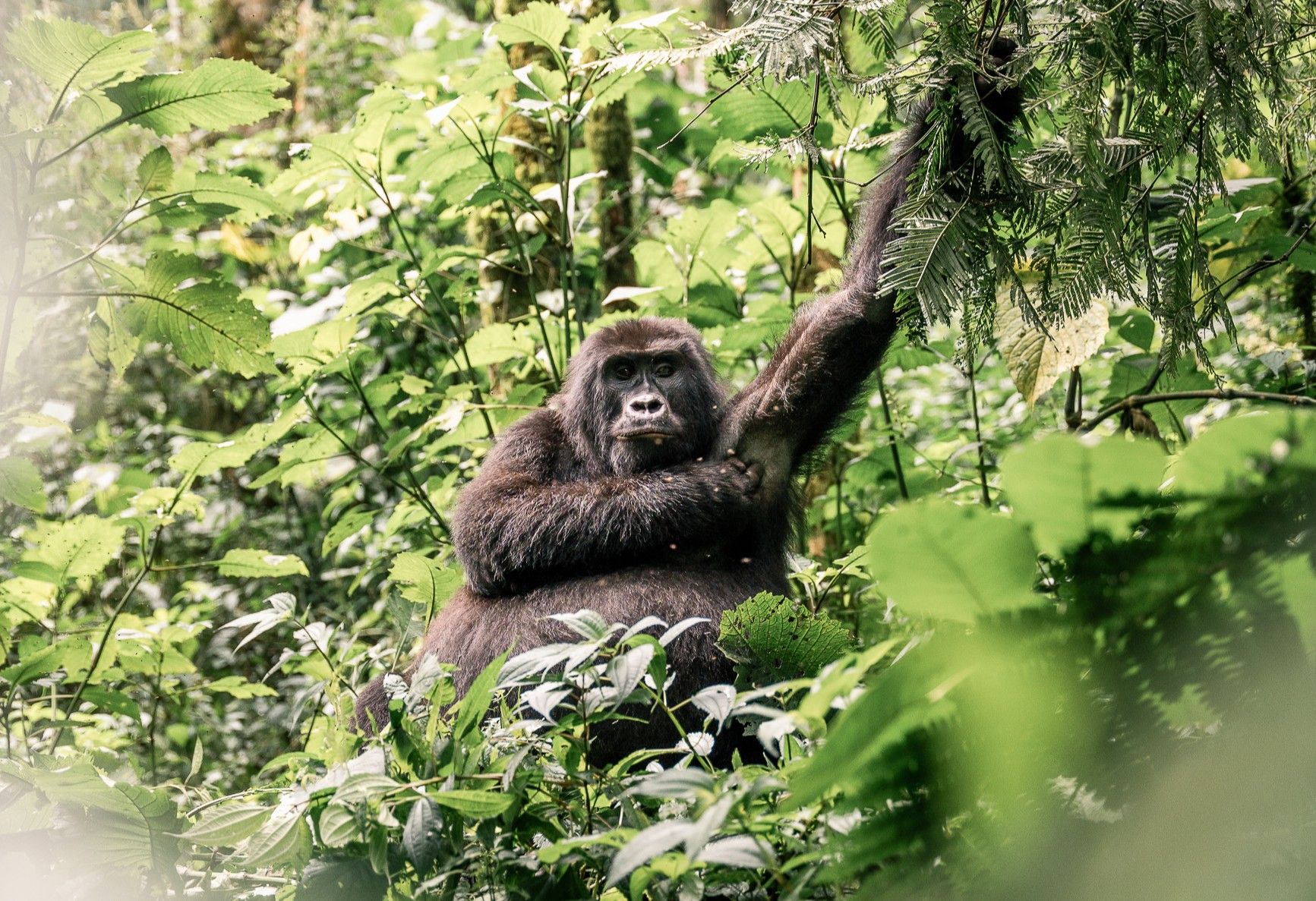 A gorilla in bwindi