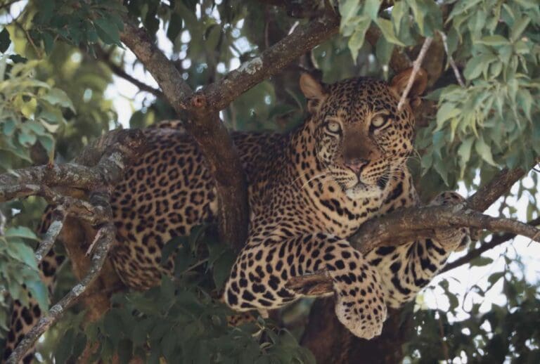 A Leopard sighting at Murchison Falls National Park