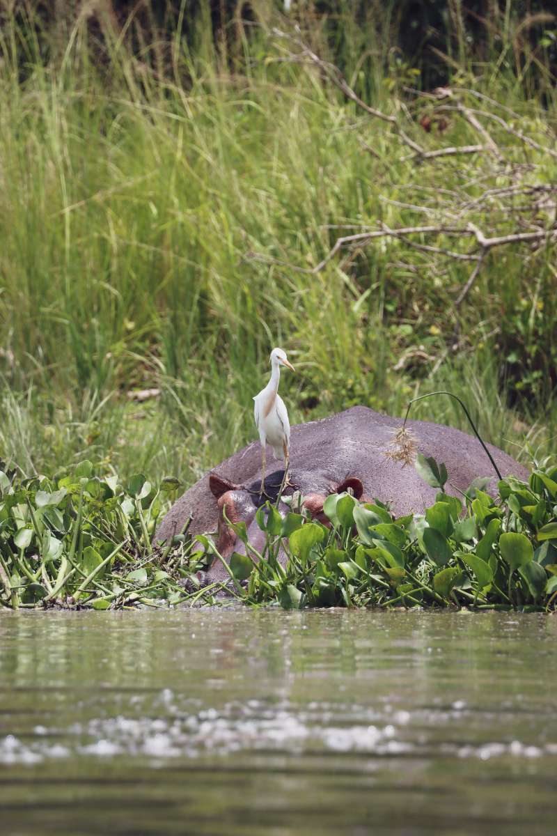 Floating royalty of Murchison Falls National Park : just a ripple, a gaze, and the wild watching back. 🦛