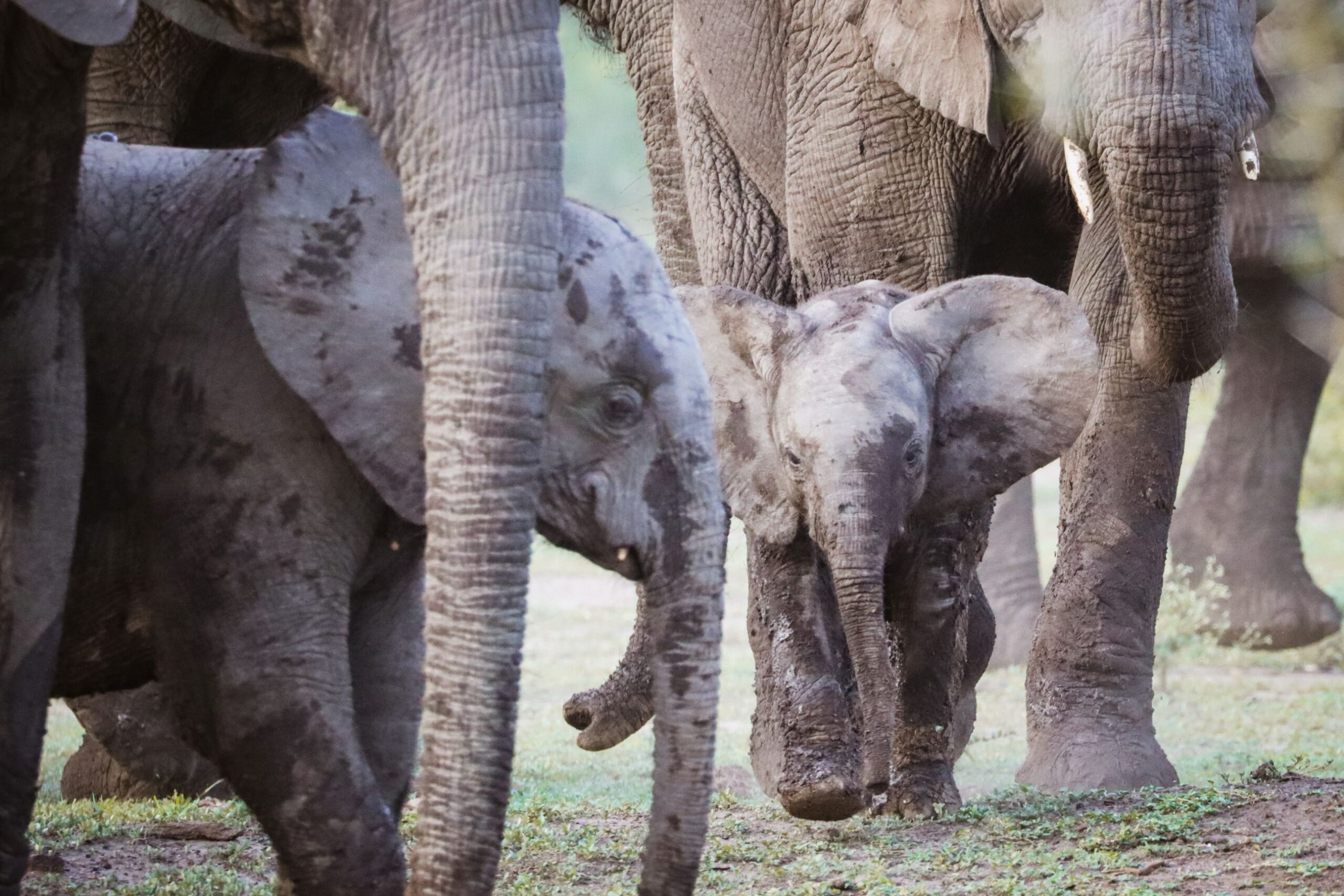 An Elephant herd in Bwindi Impenetrable National Park